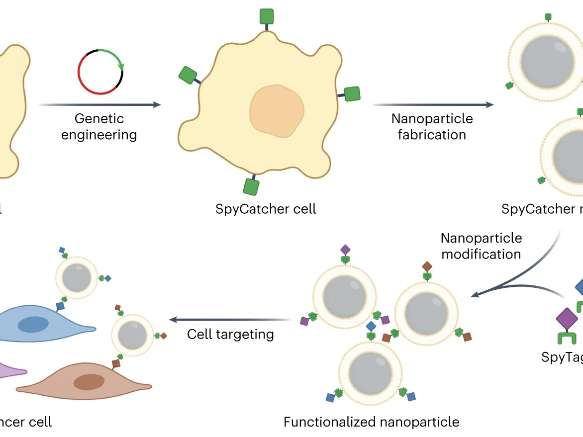 ‘Plug and Play’ Nanoparticles Could Make It Easier To Tackle Various Biological Targets