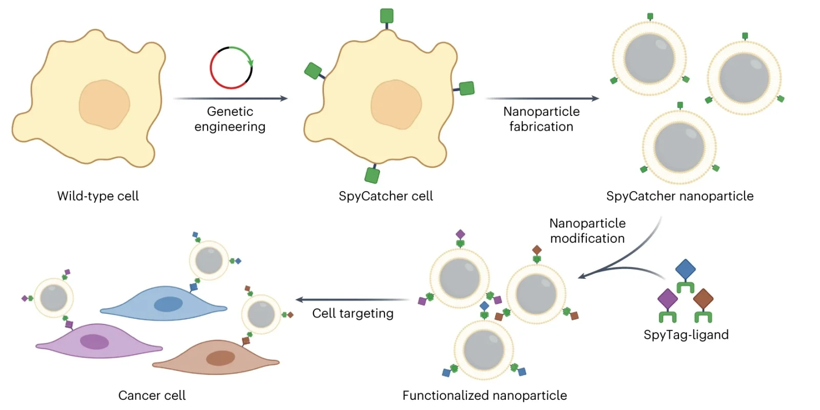 ‘Plug and Play’ Nanoparticles Could Make It Easier To Tackle Various Biological Targets
